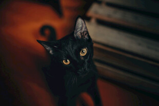 黑猫