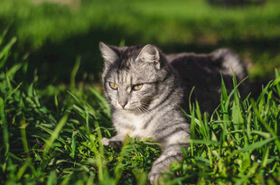猫咪