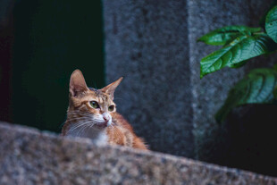 可爱猫咪