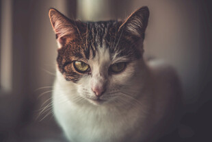 可爱猫咪