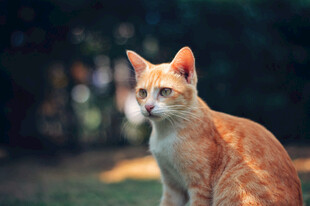 可爱猫