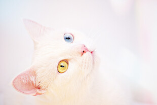 小猫