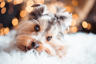 约克夏犬