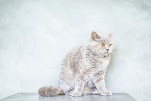 猫咪