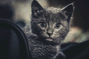 可爱灰猫