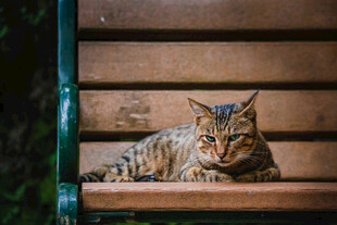 猫咪