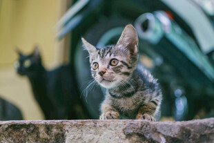 小猫