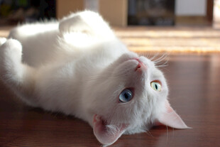 猫咪