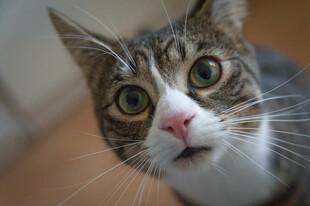 猫咪