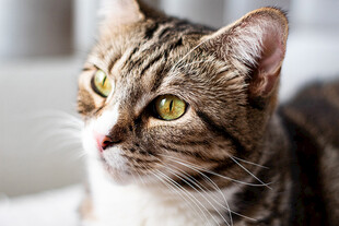 斑纹猫