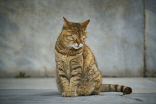 猫咪