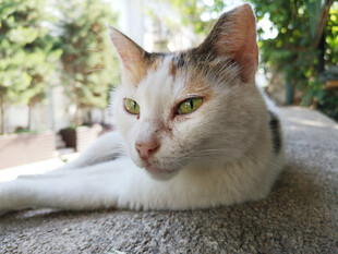 猫咪
