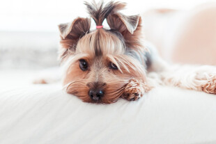 约克夏犬