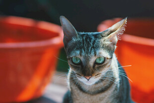 猫咪
