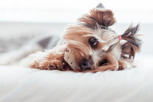 约克夏犬