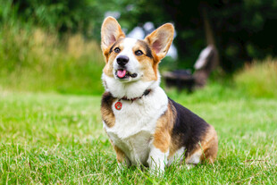 柯基犬