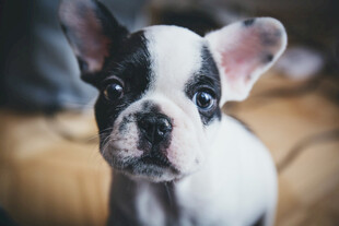 法斗犬