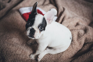 法斗犬