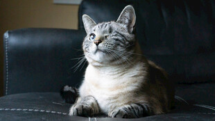 猫咪