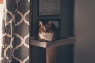 猫咪