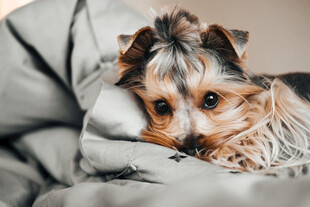 约克夏犬