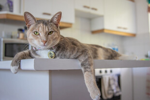 猫咪