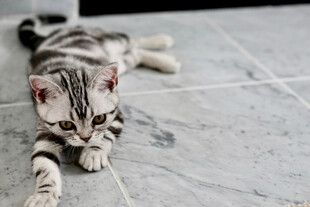 小猫