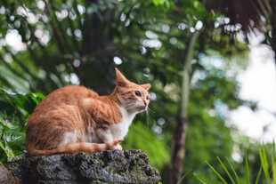 猫