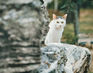 猫咪