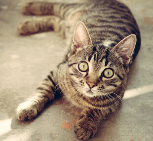 斑纹小猫