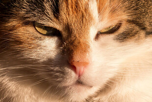 猫咪
