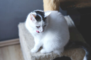 猫咪