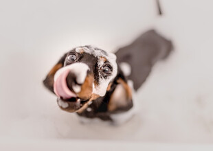 狗狗