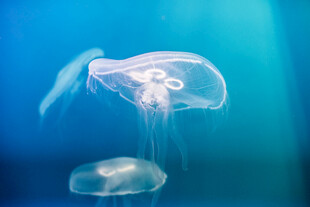梦幻水母