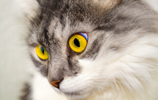 灰毛猫咪