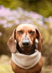 腊肠犬