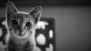 小猫