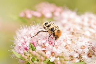 蜜蜂