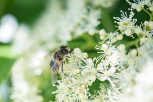 蜜蜂