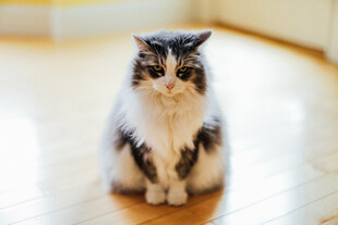 猫咪