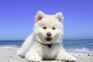 萨摩耶犬