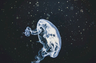 梦幻水母