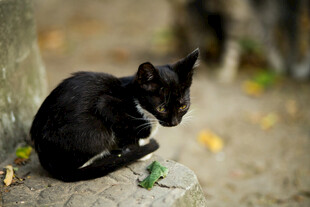 小黑猫