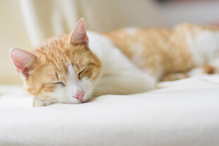 小猫