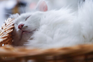 白毛猫咪