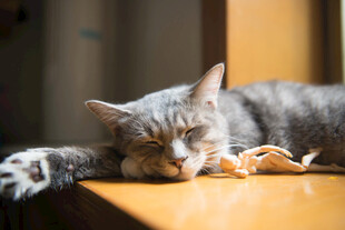 猫咪