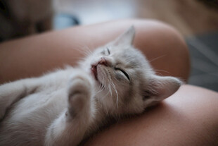 小猫