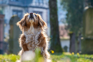 毛腊肠犬