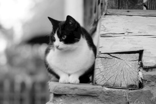 猫咪