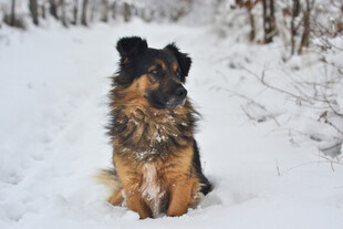 长毛犬